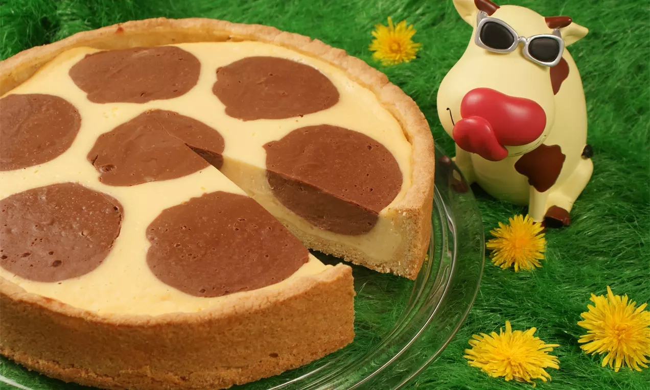 Runder Käsekuchen mit glatter, gelber Quarkschicht und großen braunen Schokoflecken, auf Glasplatte mit Deko-Kuh und gelben Löwenzahnblüten drapiert